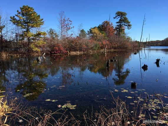 Foliage along a shallow edge of a reservoir.