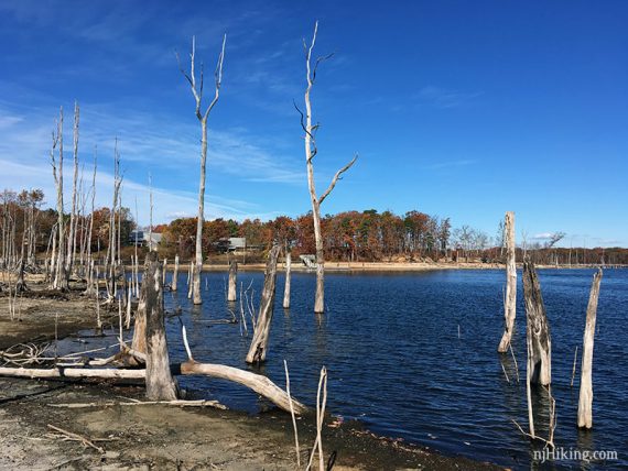 White submerged trees along the Bracken Trail.