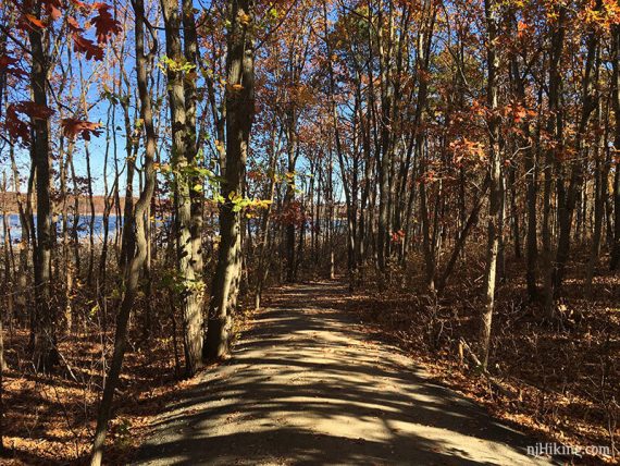 Sandy Bracken trail with tall trees on either side.