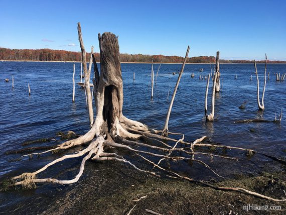 Large bleached submerged tree stump with roots extending into the water.