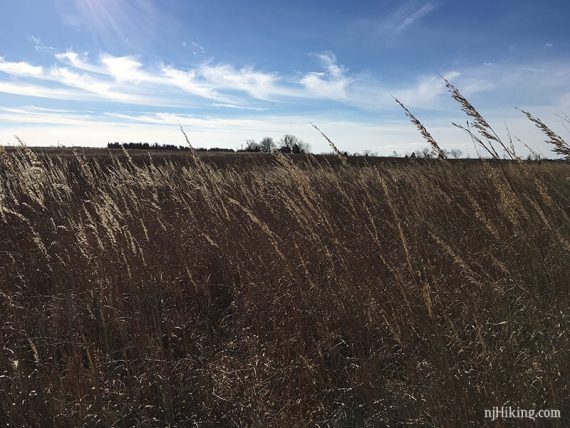 Grasslands