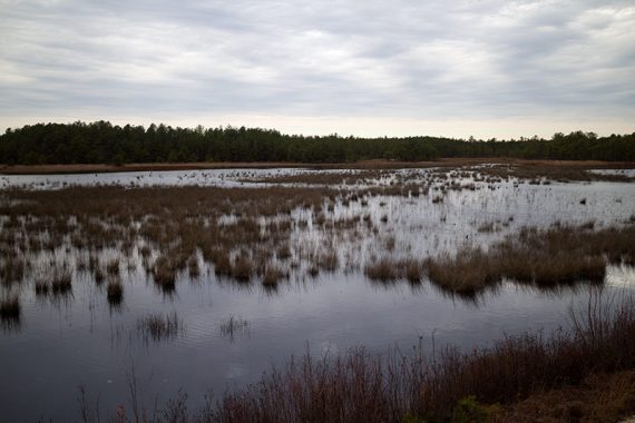 Old bogs along RED/GREEN trail