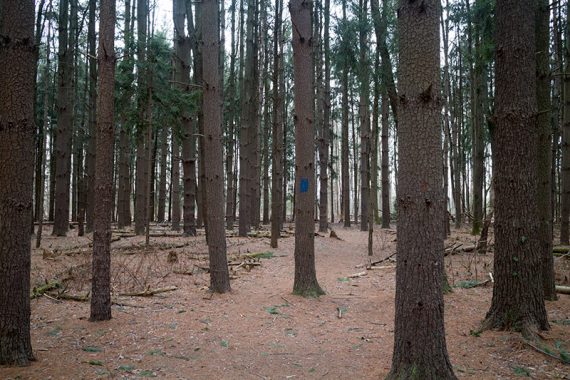 BLUE heads through pine trees.