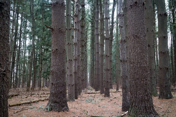 Tall trees planted in rows.