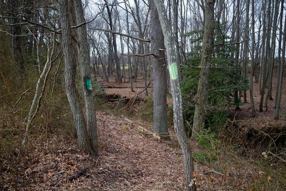 Green markers on trees.