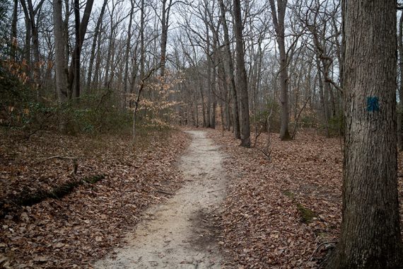 BLUE trail.