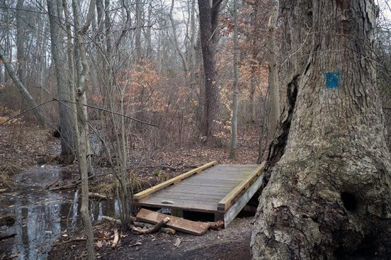 Wooden footbridge over a creek next to a large tree.