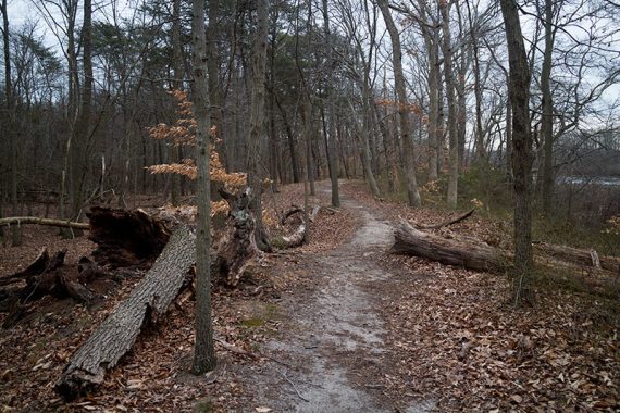 Trail with a fallen tree on either side.