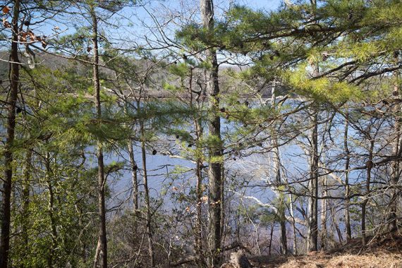 Looking through pine trees at a lake.