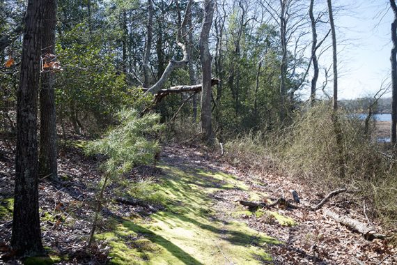 Moss covered trail and pine trees.