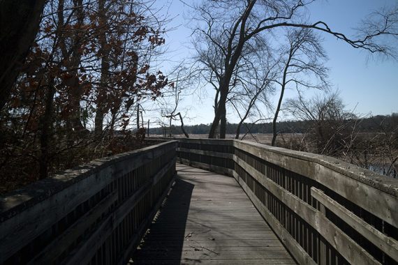 Jenkins Landing trail boardwalk.