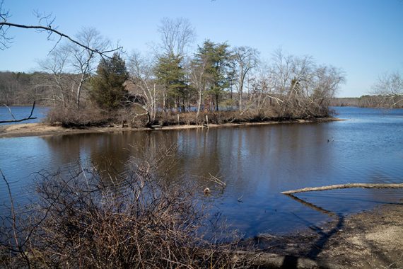 Trees on a small island of land on a lake.