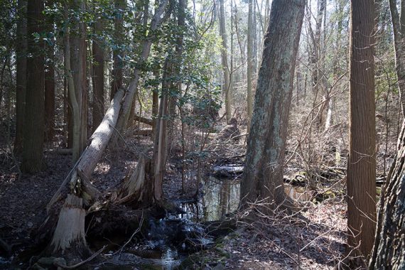 Atlantic white cedar swamp on the Red Cedar loop