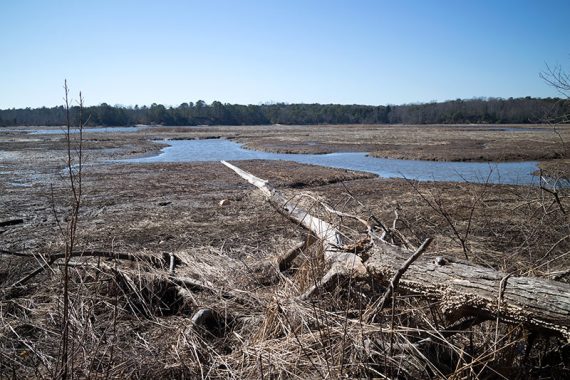 Wild rice marsh on the Red Cedar loop