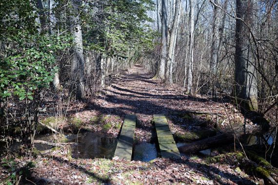 Two planks over a stream along a trail.