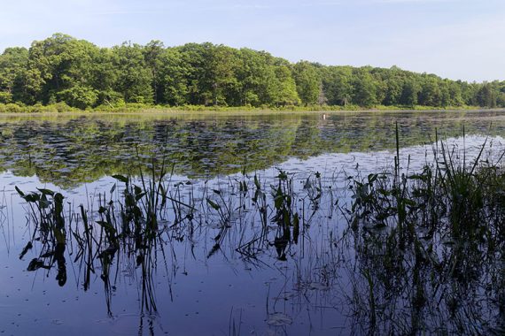 Deer Park Pond