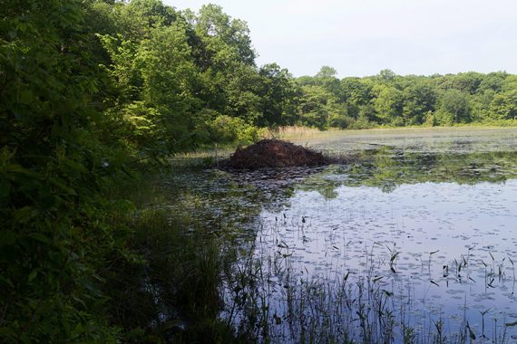 Beaver dam on Deer Park Pond