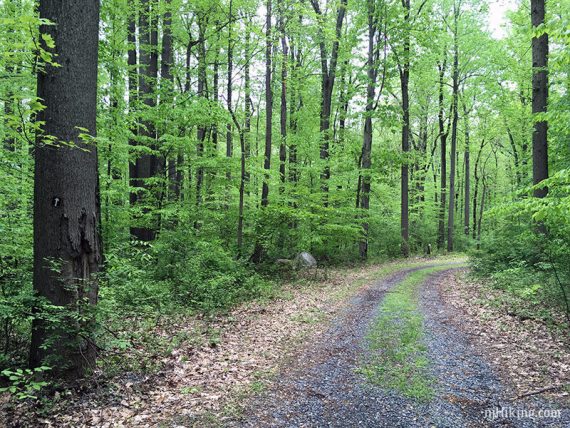 BROWN trail on a woods road