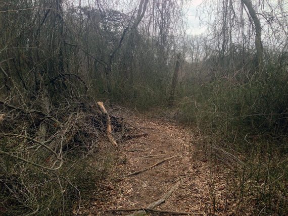 Trail with a jumble of briars on either side.