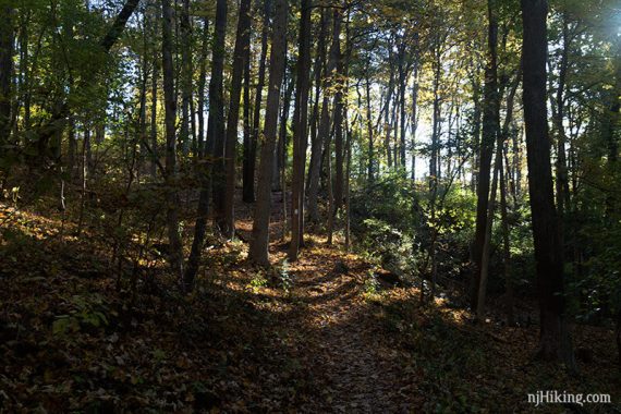 Shady trail with leaves on the ground