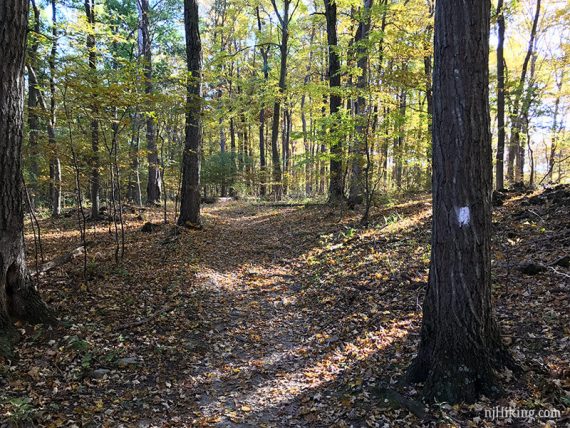 White marker on a tree next to a trail