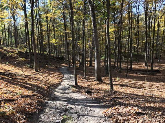 Wide dirt path with yellow trees