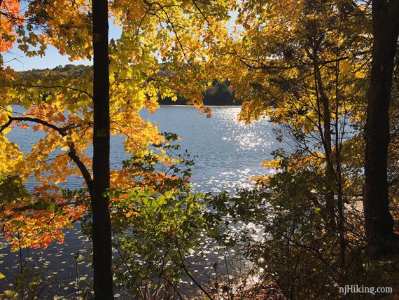 Lake seen through yellow leaves