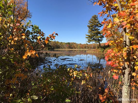 View of Whites Pond from Sussex Branch