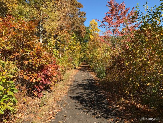 Wide flat Sussex Branch trail with bright fall foliage