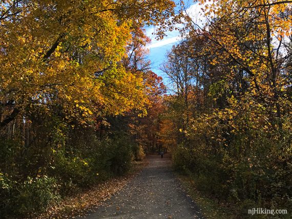 Bright yellow fall foliage on trees hanging over a flat gravel path.