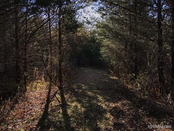 BROWN heads through shady forest