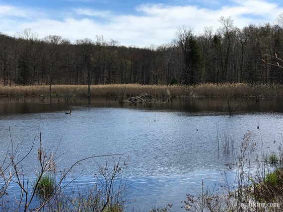 Beaver Dam at Jennings Hollow