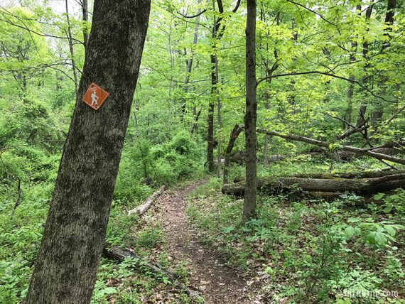 ORANGE trail thru forest