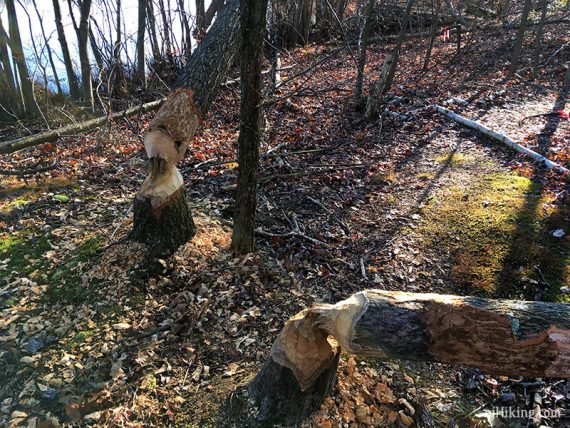 Felled trees by busy beavers.