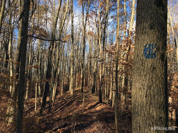 BLUE marker on tree on a raised trail.