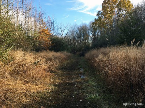 Wet grassy trail through brush.