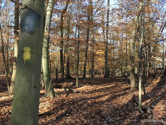 YELLOW trail marker next to a leaf covered trail.