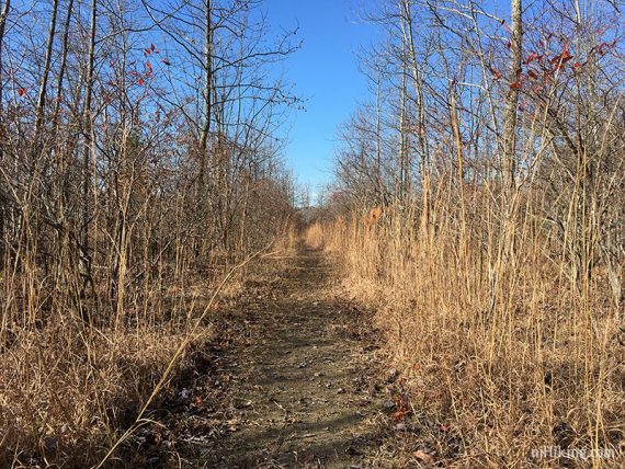 ORANGE trail is a wide path with tall grass on either side.