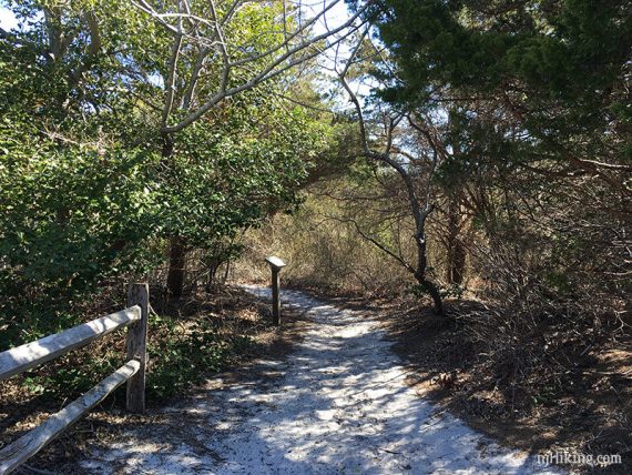 Sandy path with overhanging tress along the Johnny Allen’s Cove Trail