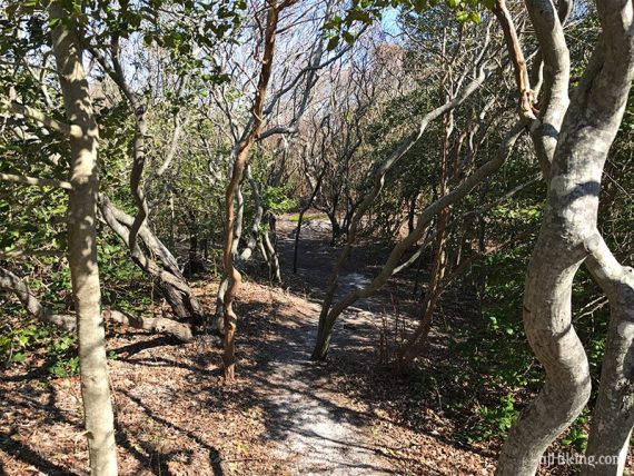 Narrow sandy trail through thickets