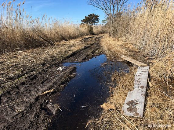 Flooded and muddy Johnny Allen’s Cove Trail, to the bay side