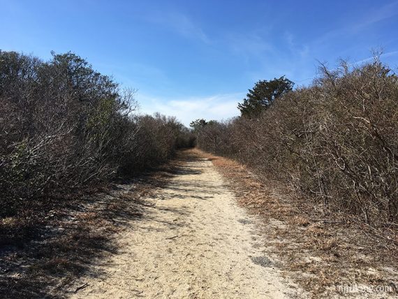 Flat sandy trail with thickets on either side of the Spizzle Creek trail