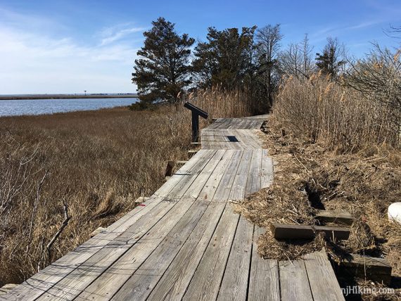 Wooden boardwalk through tall marsh grass