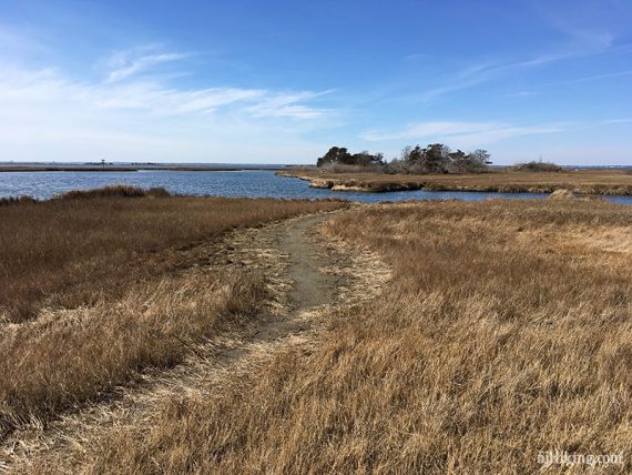 Marsh next to the blue water of the bay