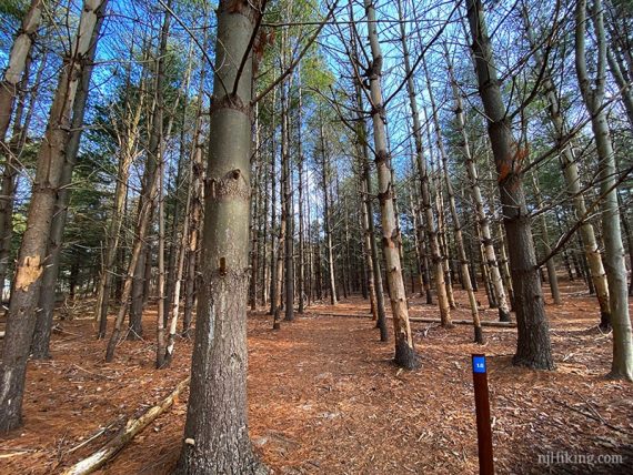 Pine trees all in rows along a trail.