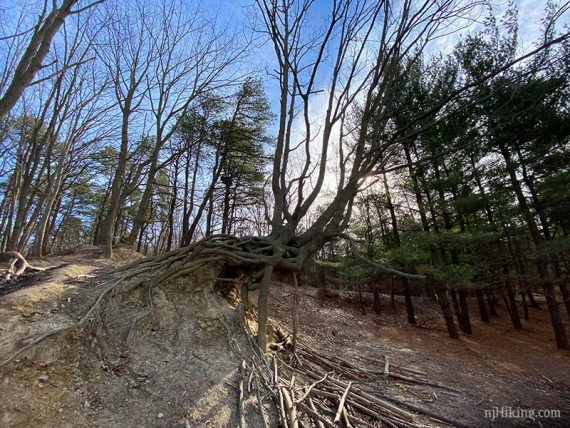 Gnarled bent tree with many roots visible.