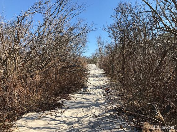 Narrow sandy path with tall bare shrubs on either side