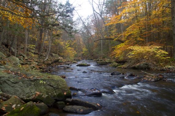 Yellow and orange foliage over a stream.