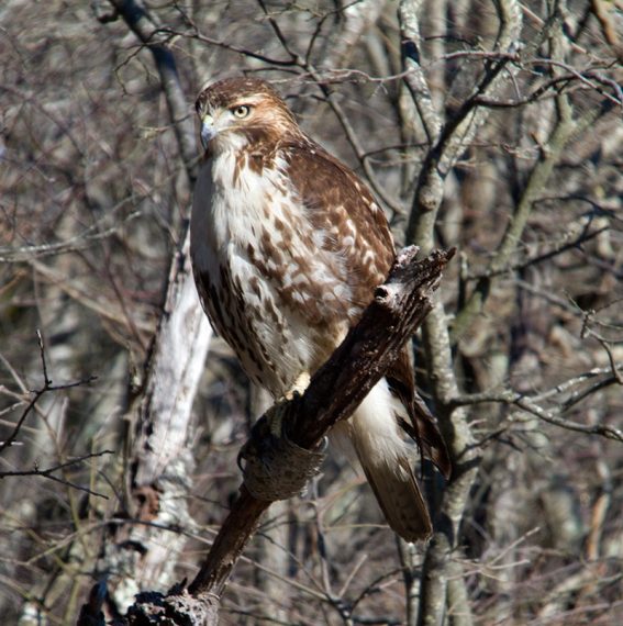 Red tailed hawk sitting on a tree branch