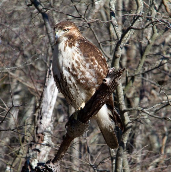 Red tailed hawk sitting on a tree branch.
